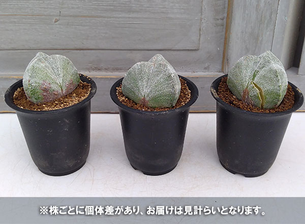 サボテン:三角鸞鳳玉(さんかくらんぽうぎょく)2.5号