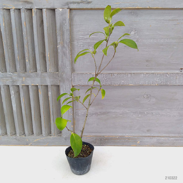 椿（ツバキ）：一休（いっきゅう）3号ポット