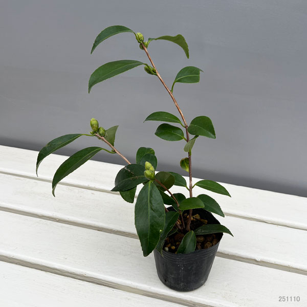 ツバキ（椿）：一休（いっきゅう）3号ポット