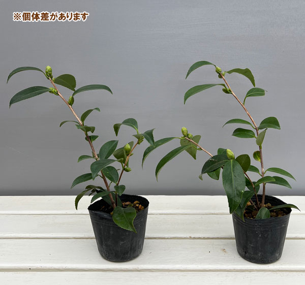 ツバキ（椿）：一休（いっきゅう）3号ポット