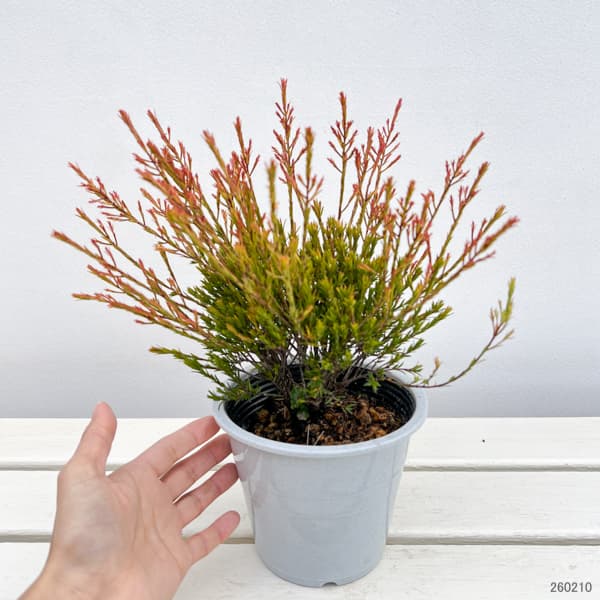 オージースノーブッシュ 4.5号鉢入り