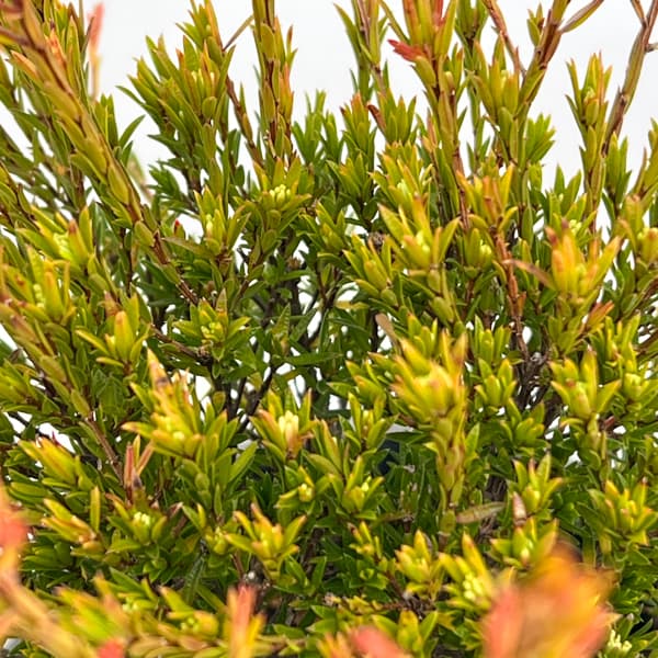 オージースノーブッシュ 4.5号鉢入り