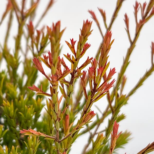 オージースノーブッシュ 4.5号鉢入り