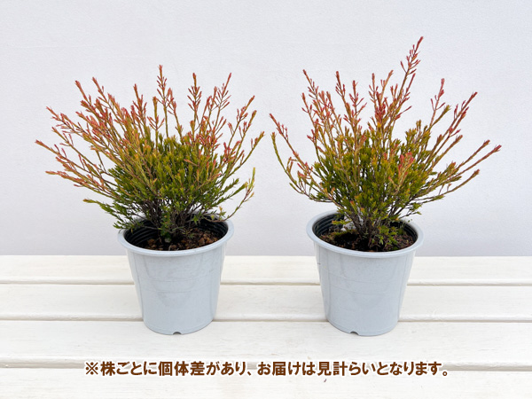 オージースノーブッシュ 4.5号鉢入り