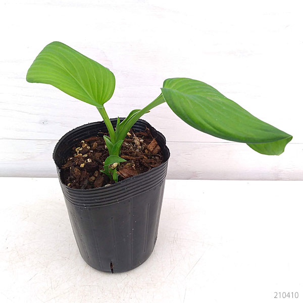 ギボウシ（ホスタ）：ガカモーレ3.5号ポット