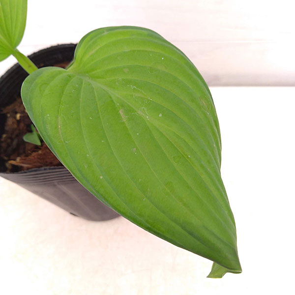 ギボウシ（ホスタ）：ガカモーレ3.5号ポット