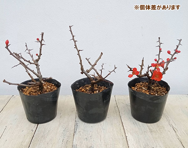 長寿梅(チョウジュバイ):紅長寿梅3号ポット