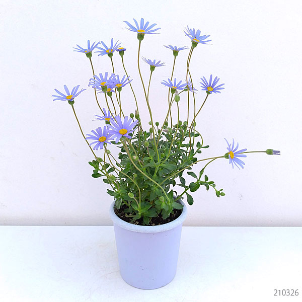 ブルーデージー：緑葉青花3.5号ポット
