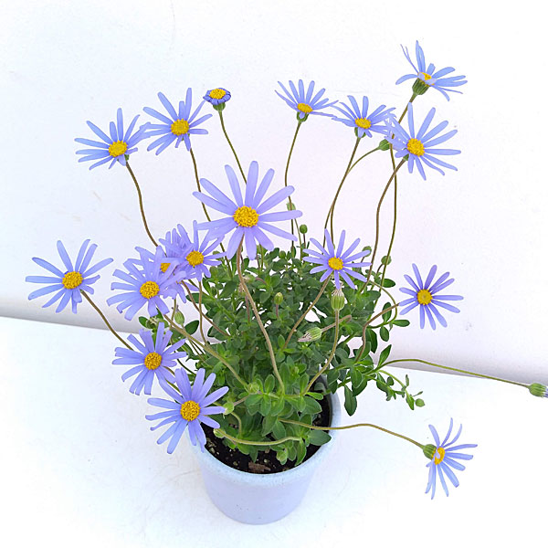 ブルーデージー：緑葉青花3.5号ポット