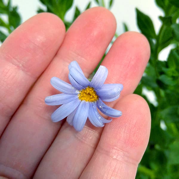 ブルーデージー：緑葉青花3.5号ポット