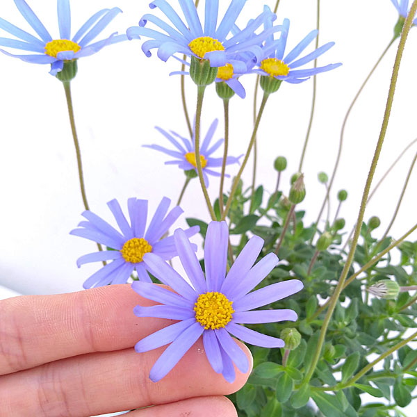 ブルーデージー：緑葉青花3.5号ポット