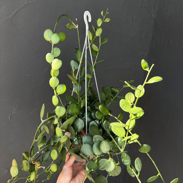 グリーンドラム5号吊り鉢*