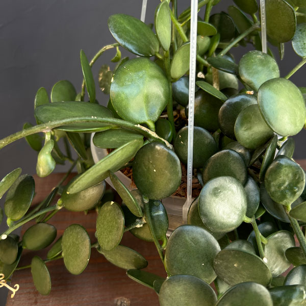 グリーンドラム5号吊り鉢*