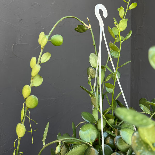 グリーンドラム5号吊り鉢*