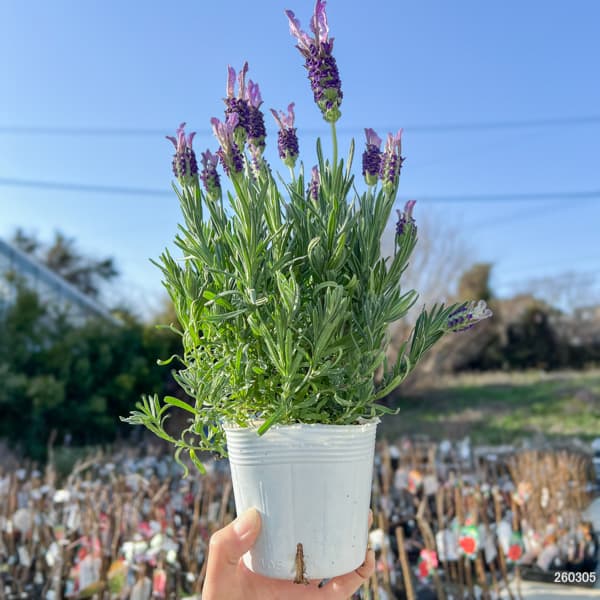 ラベンダー:ラヴェアンナ ホワイト3.5号ポット