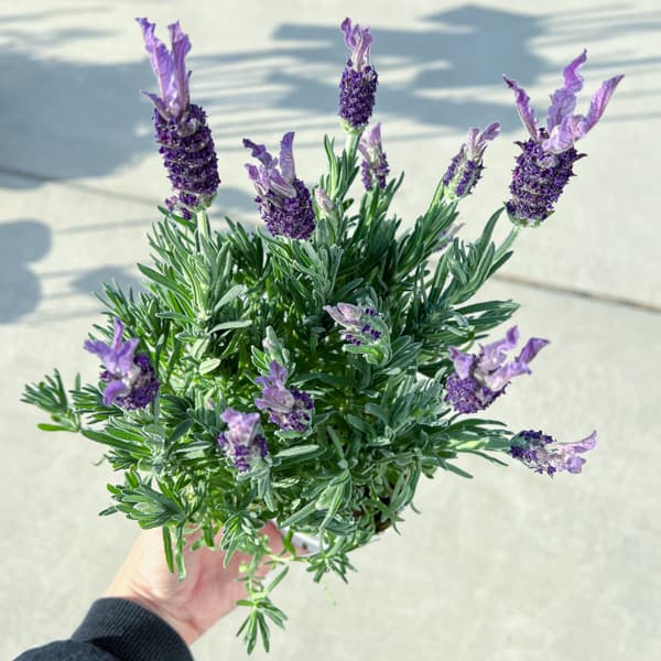 ラベンダー:ラヴェアンナ ホワイト3.5号ポット