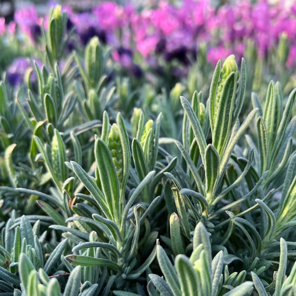 ラベンダー:ラヴェアンナ ホワイト3.5号ポット