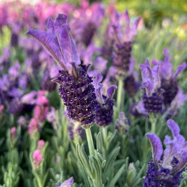 ラベンダー:ラヴェアンナ ホワイト3.5号ポット