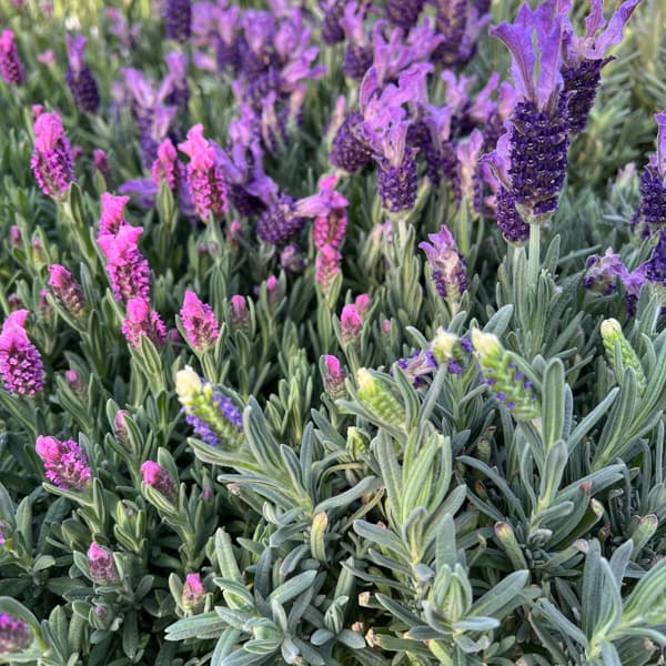 ラベンダー:ラヴェアンナ ホワイト3.5号ポット