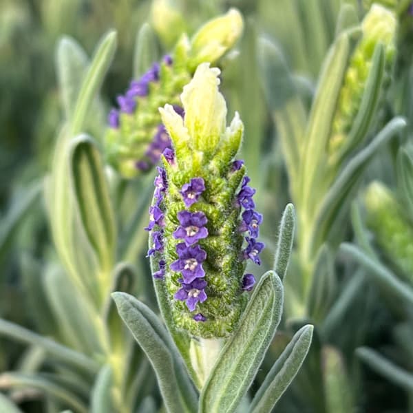 ラベンダー:ラヴェアンナ ホワイト3.5号ポット