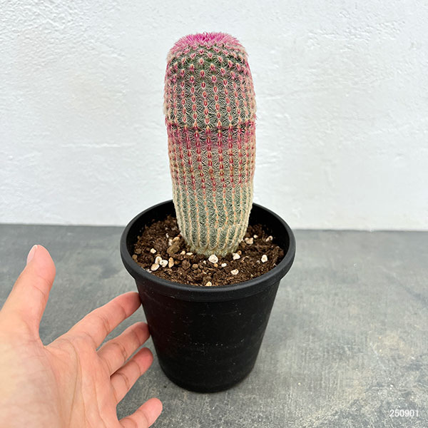 サボテン:エキノセレウス 紫太陽 4号鉢植え