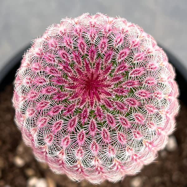 サボテン:エキノセレウス 紫太陽 4号鉢植え