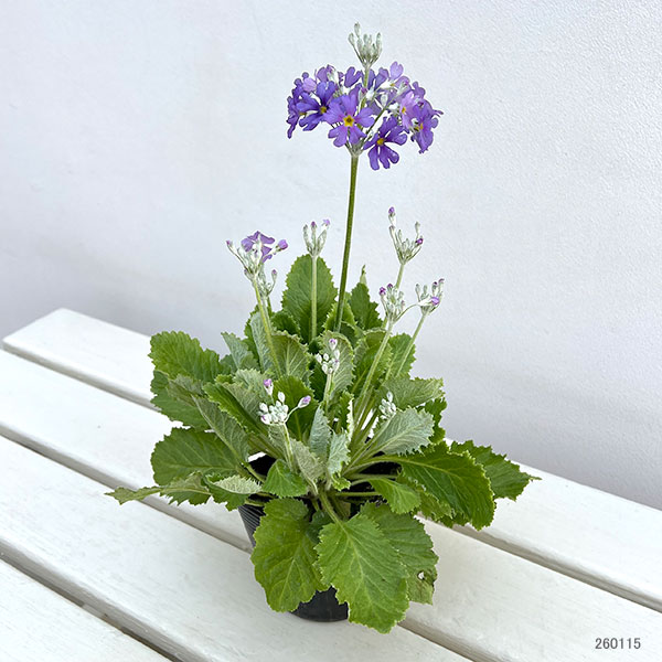 プリムラ：マラコイデス:湖畔の夢（こはんのゆめ）3.5号ポット 6株セット