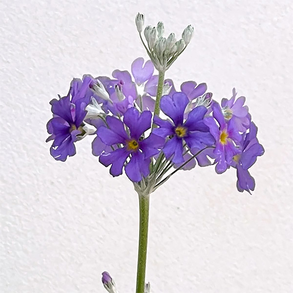 プリムラ：マラコイデス:湖畔の夢（こはんのゆめ）3.5号ポット 6株セット