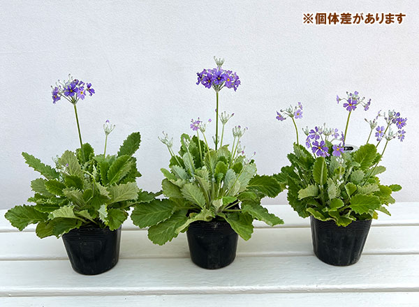 プリムラ：マラコイデス:湖畔の夢（こはんのゆめ）3.5号ポット 6株セット