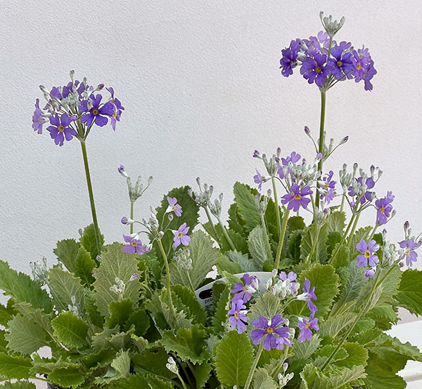 プリムラ：マラコイデス:湖畔の夢（こはんのゆめ）3.5号ポット 6株セット