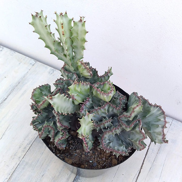 多肉植物 ロウルサンコさん♡毒りんご♡カット苗/毒リンゴ～3/23