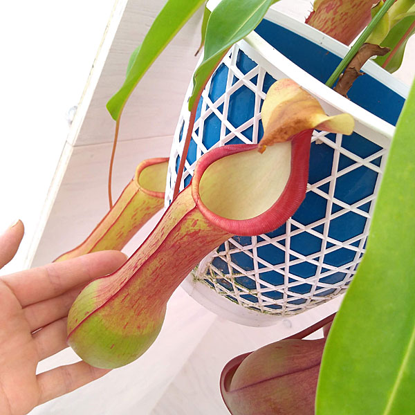 食虫植物:うつぼかずら(ネペンテス)アカネ5号鉢