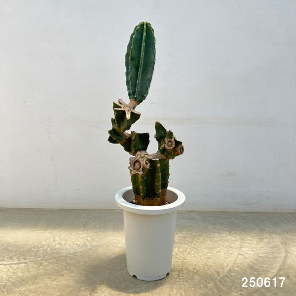 【良型】 柱サボテン ブランチ 7号 多肉植物 サボテン：柱サボテン ブランチ 7号鉢植え24-03 の通販 | 園芸ネット