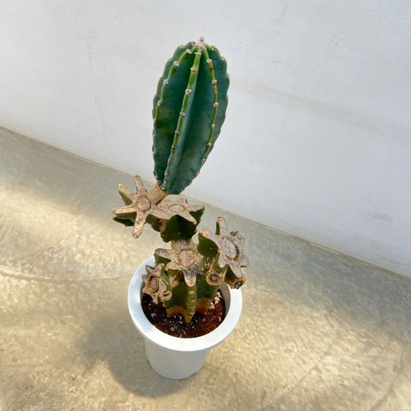 [サマーセール]サボテン：ハシラサボテン（ブランチ仕立て）　7号鉢植え