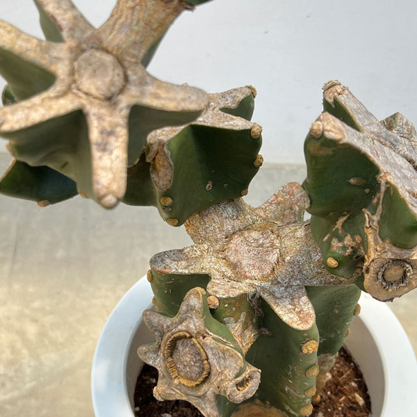[サマーセール]サボテン：ハシラサボテン（ブランチ仕立て）　7号鉢植え