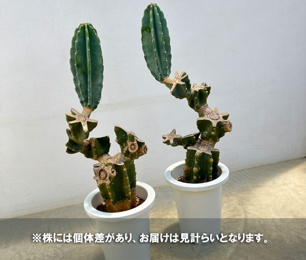 Doraabi-サボテン/挿し木用④【神代柱・斑入り】ハシラサボテン　現品 Doraabi-サボテン/挿し木用④【神代柱・斑入り】ハシラサボテン