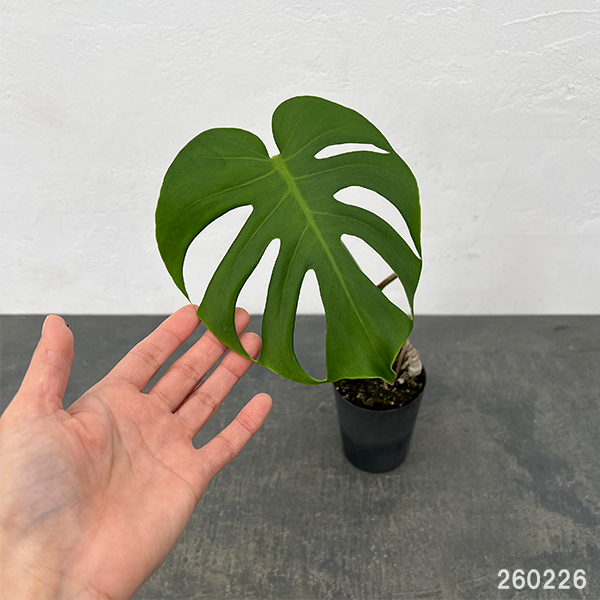 モンステラ：トーマスファームさんこだわりのデリシオサ（実生3年苗・根上がり）3号ポット