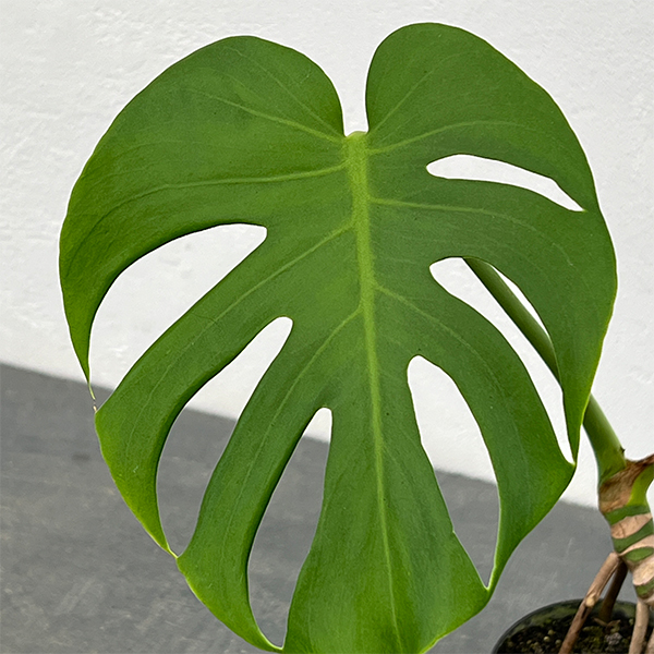 モンステラ：トーマスファームさんこだわりのデリシオサ（実生3年苗・根上がり）3号ポット