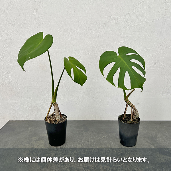 モンステラ：トーマスファームさんこだわりのデリシオサ（実生3年苗・根上がり）3号ポット