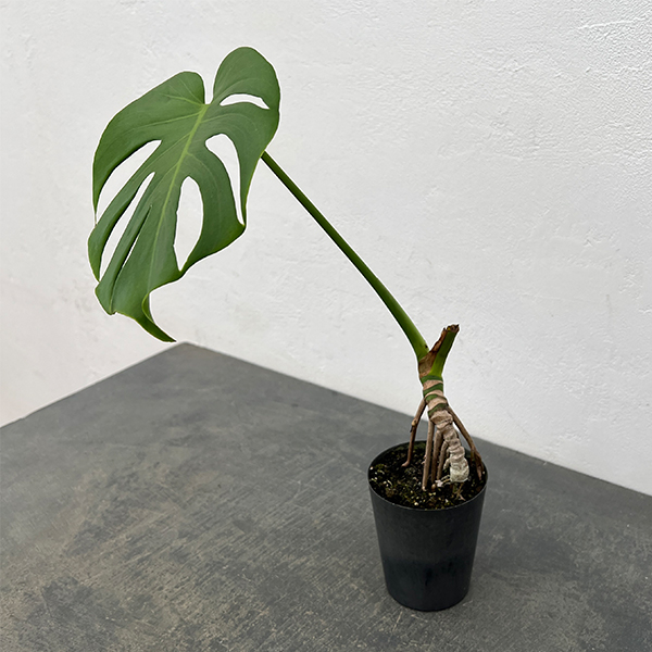 モンステラ：トーマスファームさんこだわりのデリシオサ（実生3年苗・根上がり）3号ポット