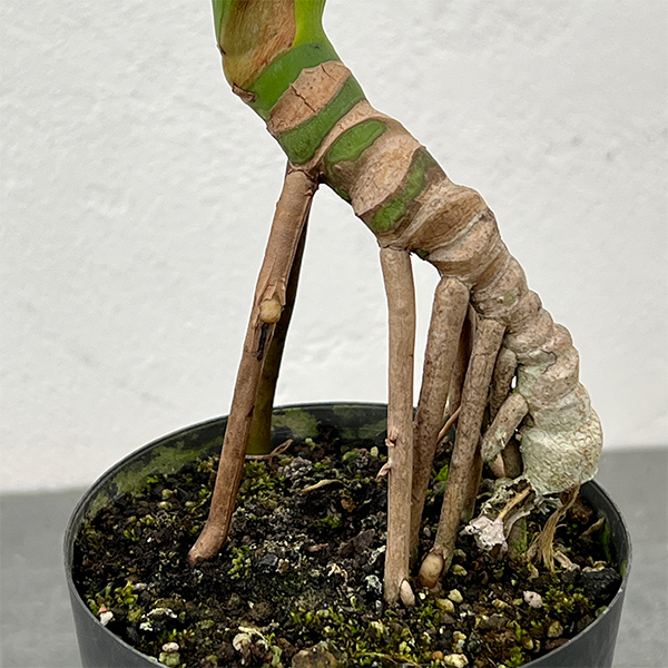 モンステラ：トーマスファームさんこだわりのデリシオサ（実生3年苗・根上がり）3号ポット