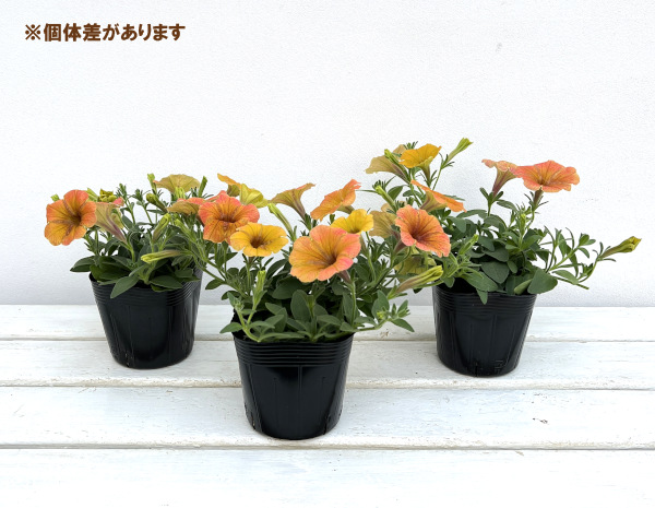 ペチュニア:トロピカルティー3.5号ポット