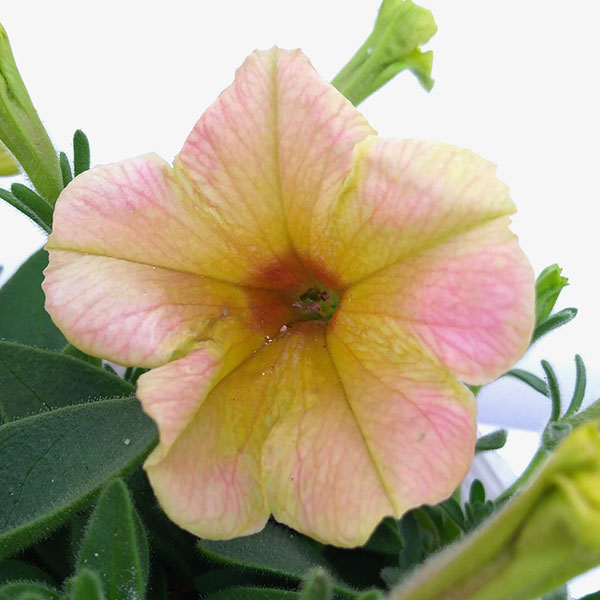 ペチュニア:トロピカルティー3.5号ポット