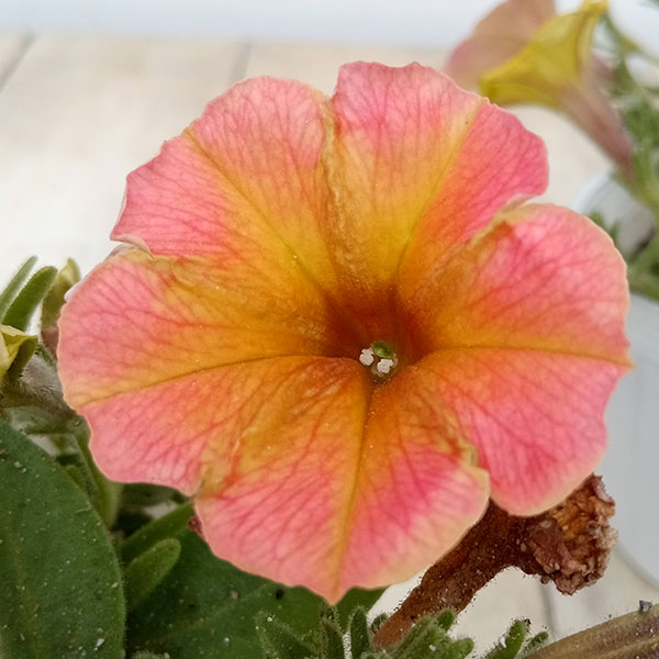 ペチュニア:トロピカルティー3.5号ポット