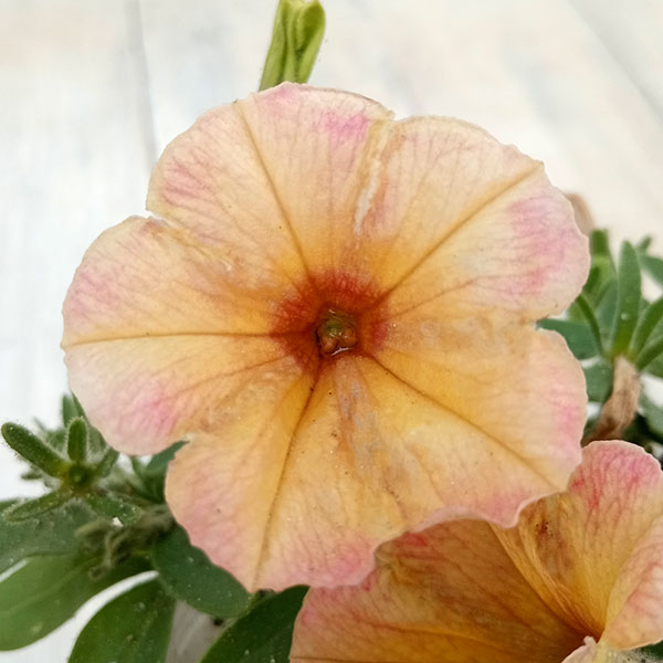 ペチュニア:トロピカルティー3.5号ポット