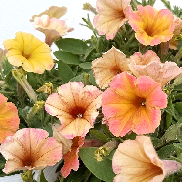 ペチュニア:トロピカルティー3.5号ポット