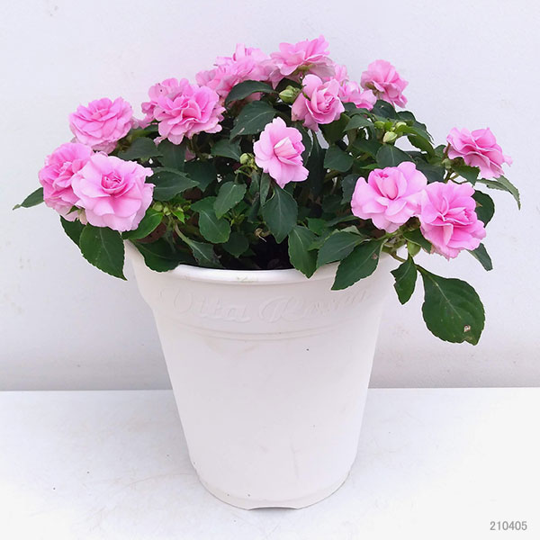 フィエスタ　グランデ：ピンク8号鉢