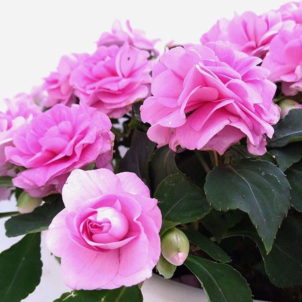 フィエスタ　グランデ：ピンク8号鉢