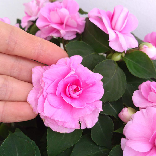 フィエスタ　グランデ：ピンク8号鉢