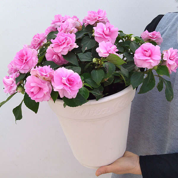 フィエスタ　グランデ：ピンク8号鉢